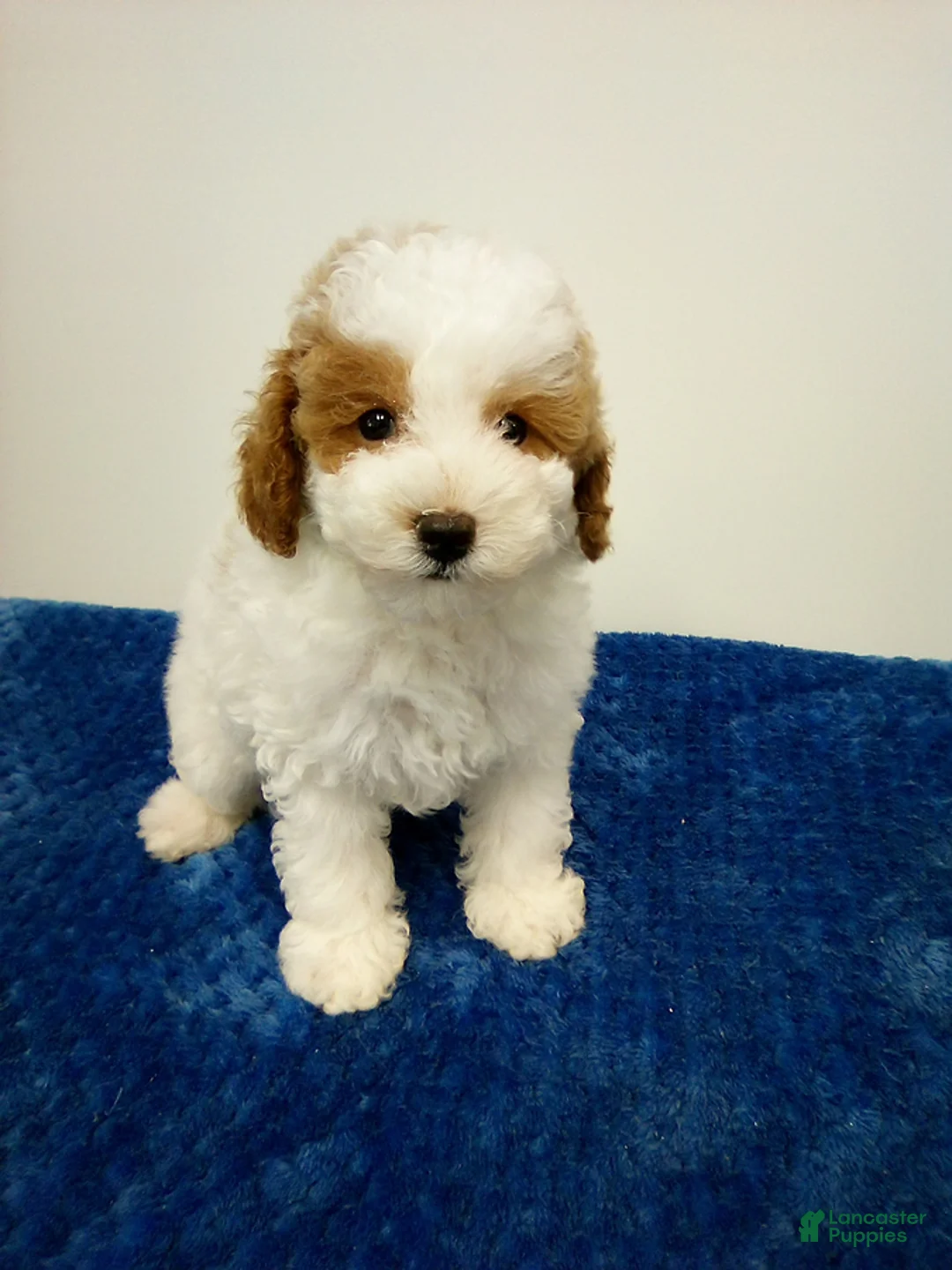 Toy Poodle dogs for sale: Eli - Ad 1