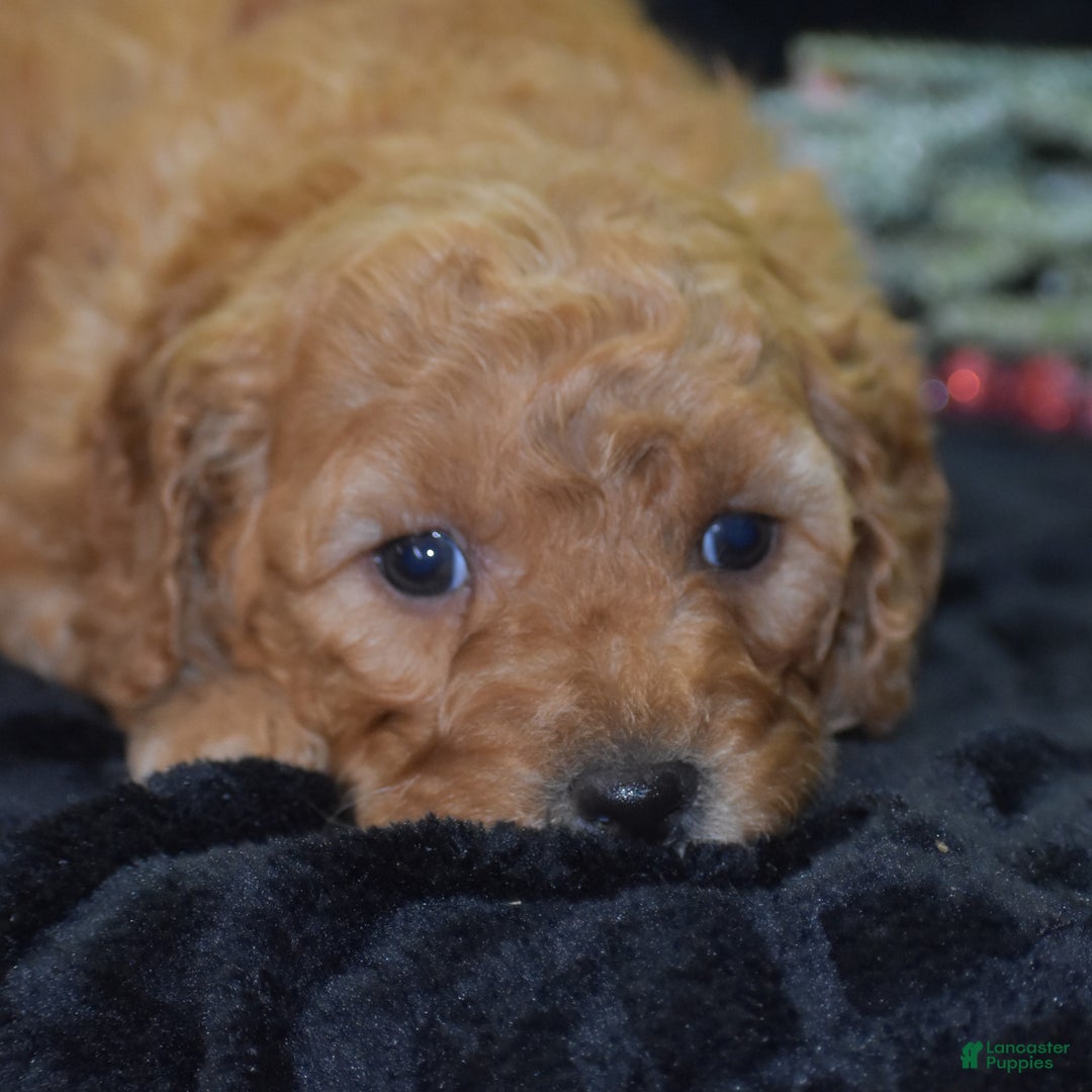 Mini Goldendoodle dogs for sale: Glaze - Ad 2
