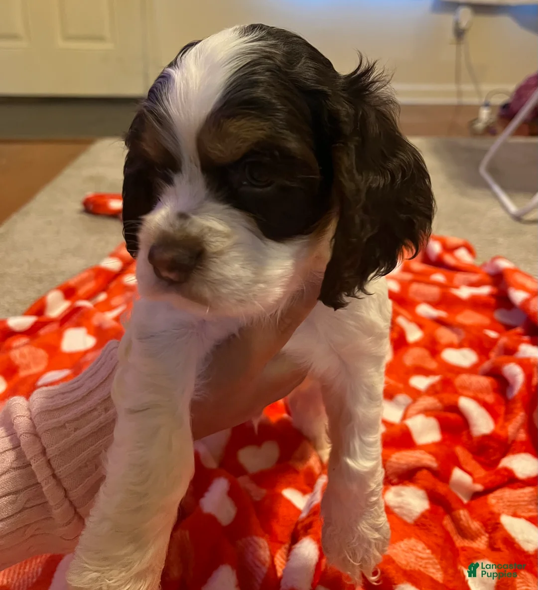 Cocker Spaniel dogs for sale: Chungus - Ad 4