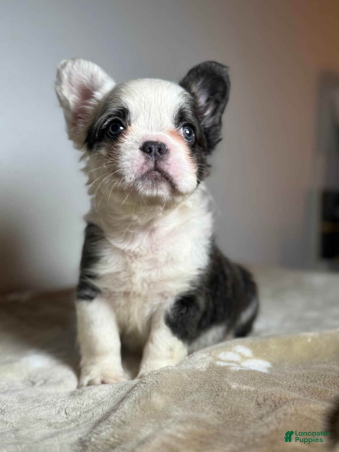 French Bulldog dogs for sale: Mcgregor  - Ad 1