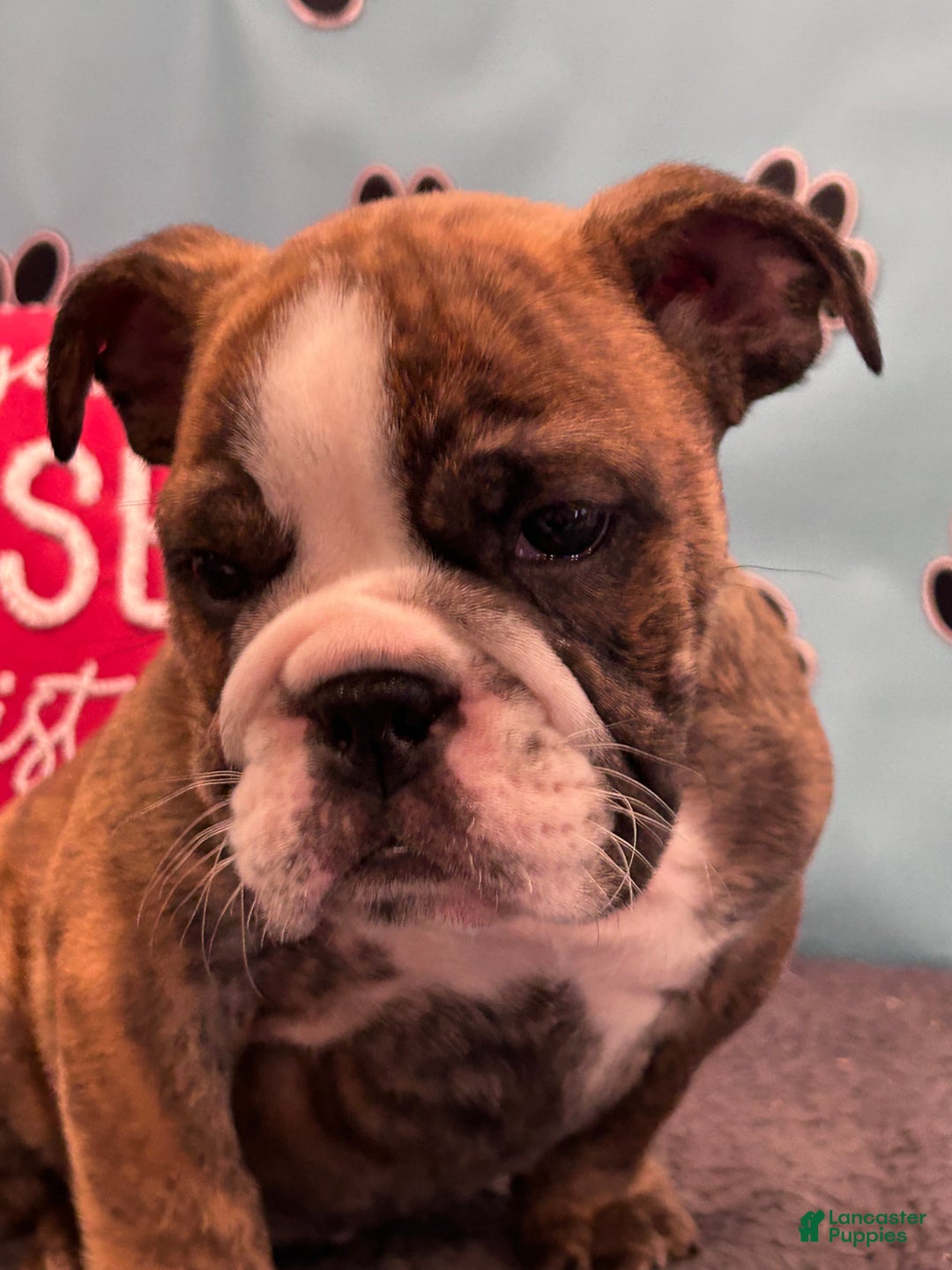 English Bulldog dogs for sale: SAWYER - Ad 9