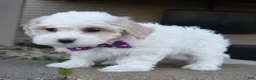 Maltipoo dogs for sale: Molly - Ad 3
