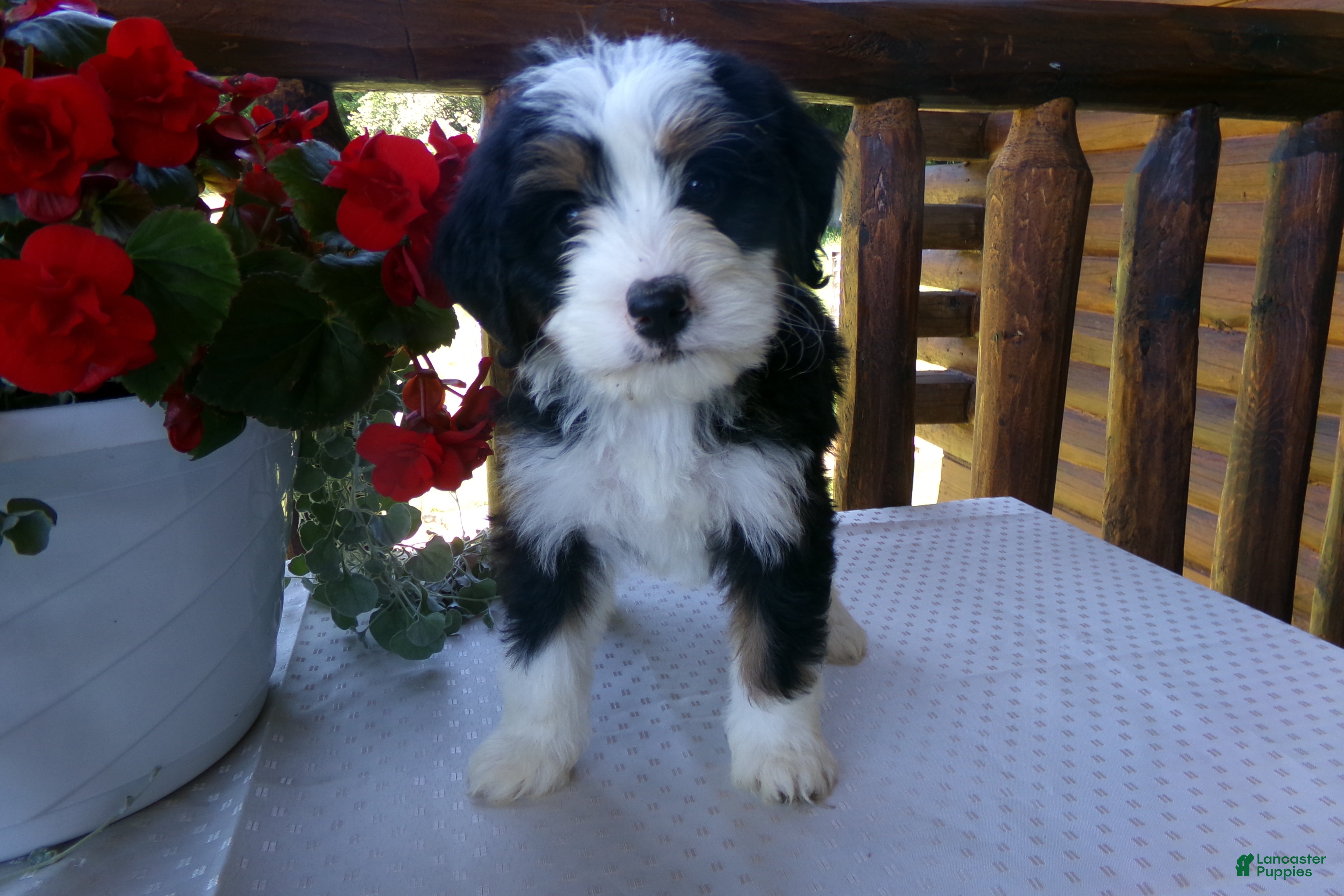 Mini Bernedoodle dogs Bertha - Ad 2