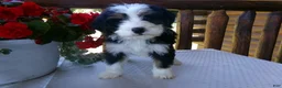 Mini Bernedoodle dogs for sale: Bertha - Ad 2