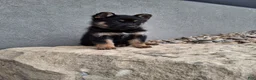 German Shepherd dogs for sale: Skye - Ad 7