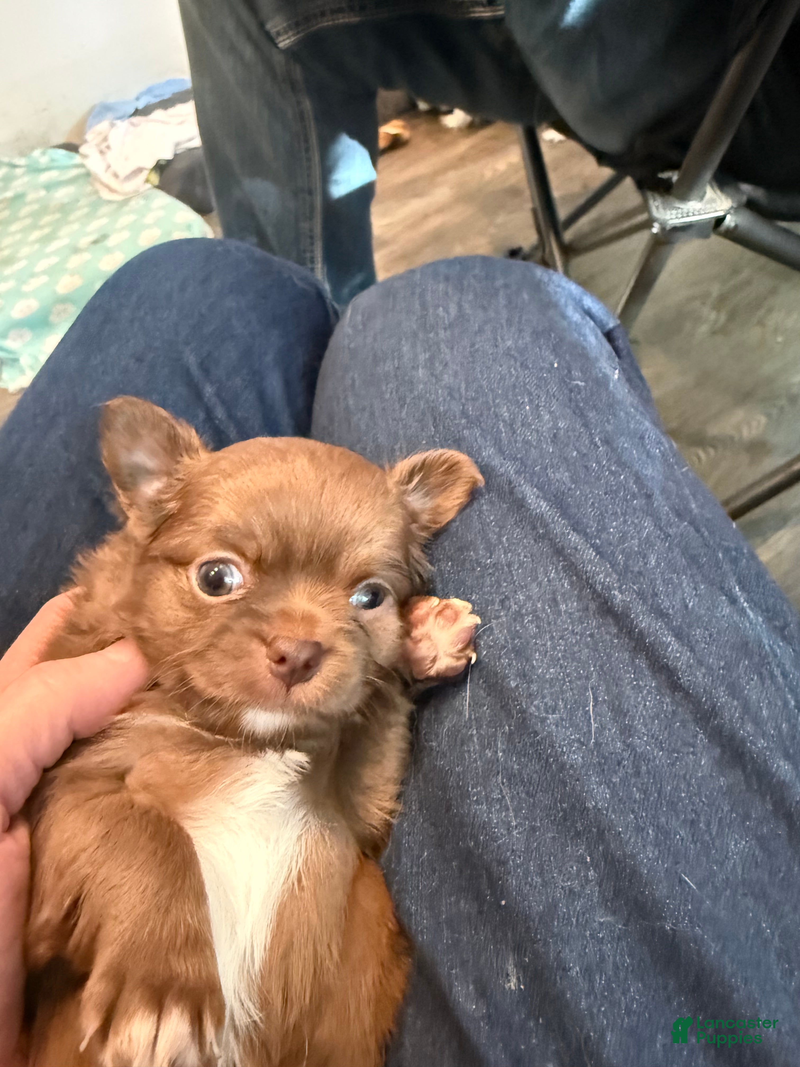 Chihuahua dogs Bjorn - Ad 2