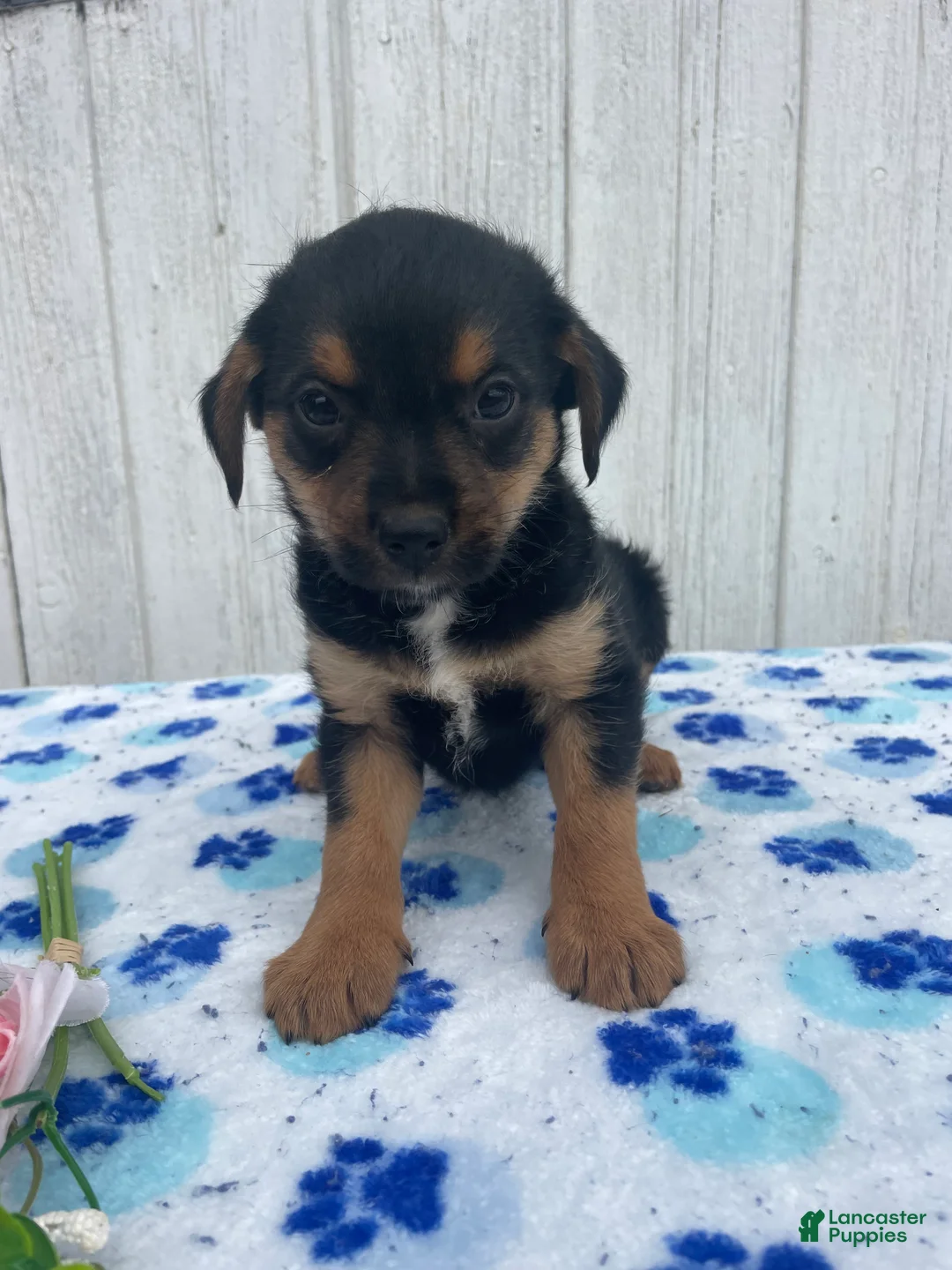 Mixed Breed dogs for sale: Cooper - Ad 2