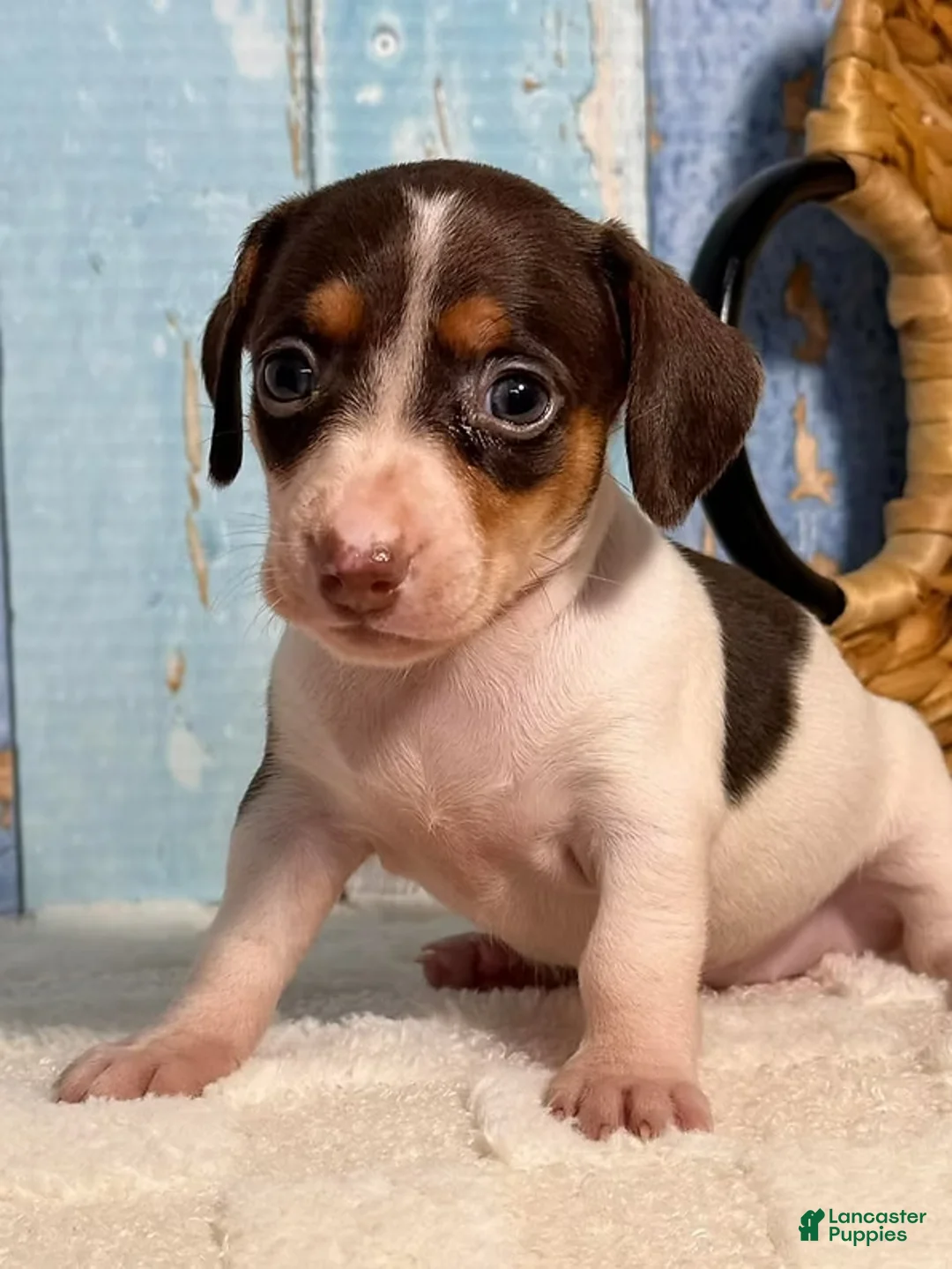 Dachshund dogs for sale: Dachshund Puppy 1 - Ad 1