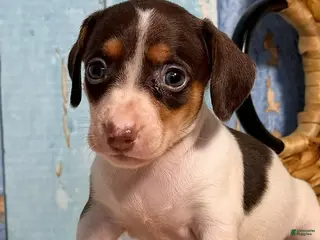 Dachshund dogs Dachshund Puppy 1 - Ad 28