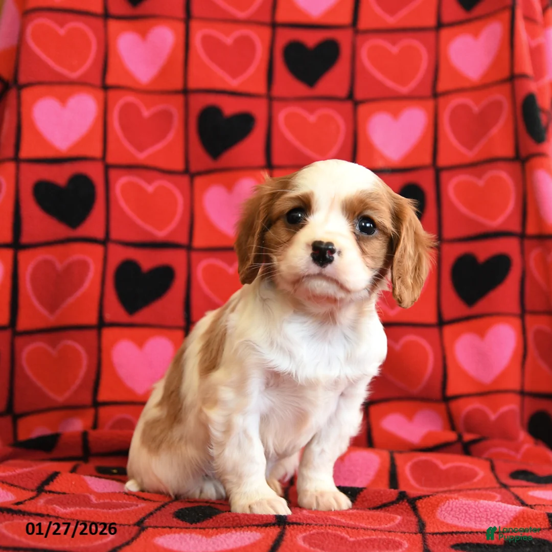 Cavalier King Charles Spaniel dogs for sale: Taco - Ad 1