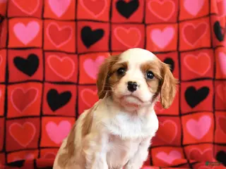 Cavalier King Charles Spaniel dogs for sale: Taco - Ad 2