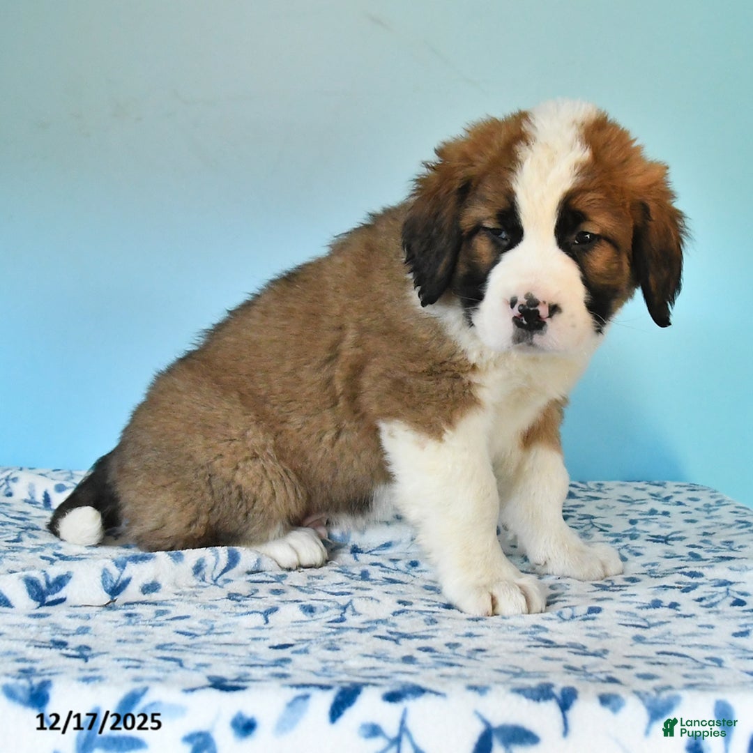 Mixed Breed dogs for sale: Benny - Ad 2