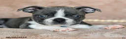Boston Terrier dogs for sale: Rocky - Ad 4