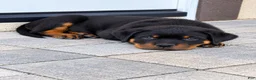 Rottweiler dogs for sale: Rottweiler AKC - Ad 3