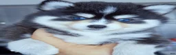 Pomsky dogs for sale: Roslyn - Ad 4
