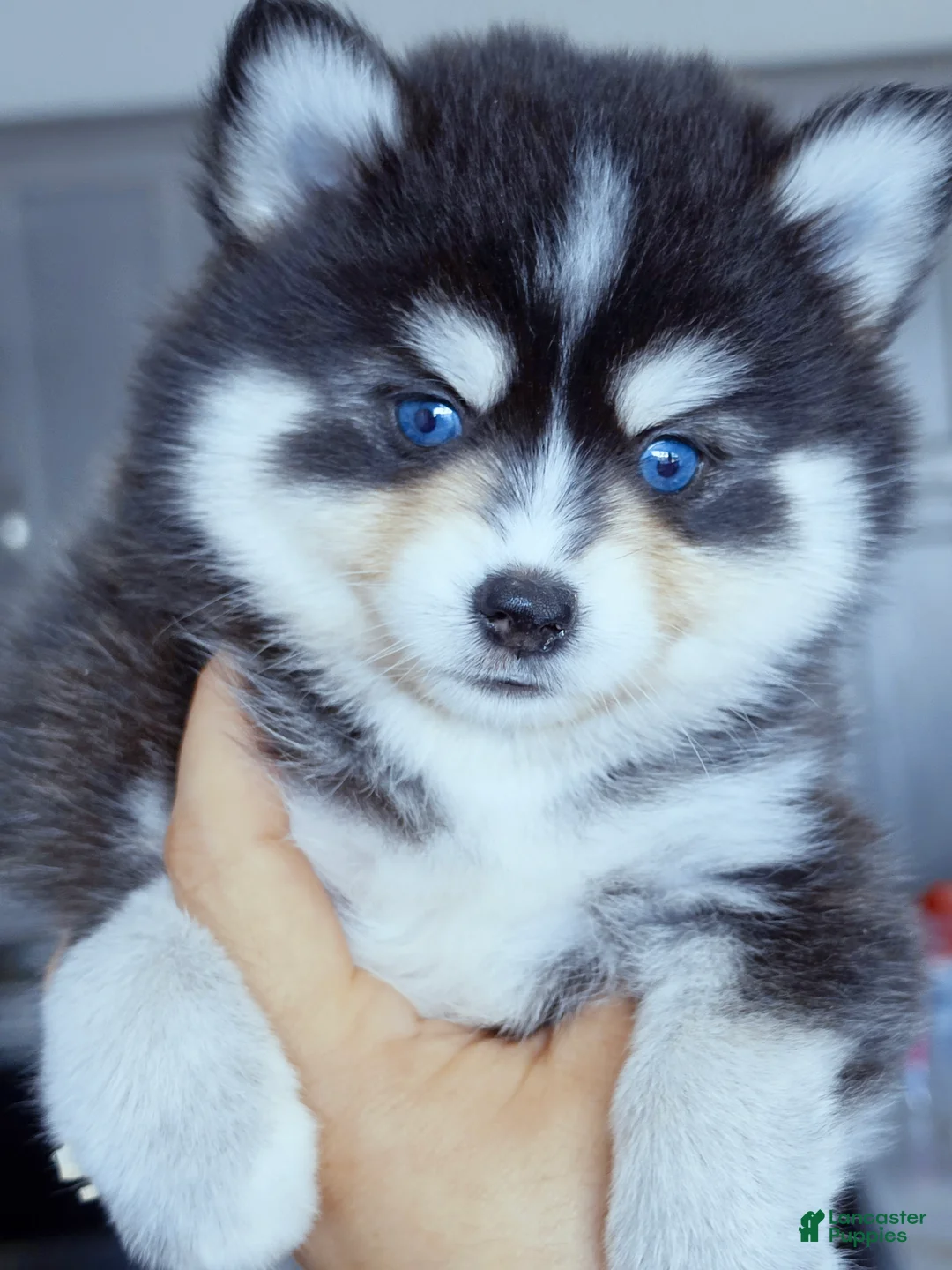 Pomsky dogs for sale: Roslyn - Ad 4