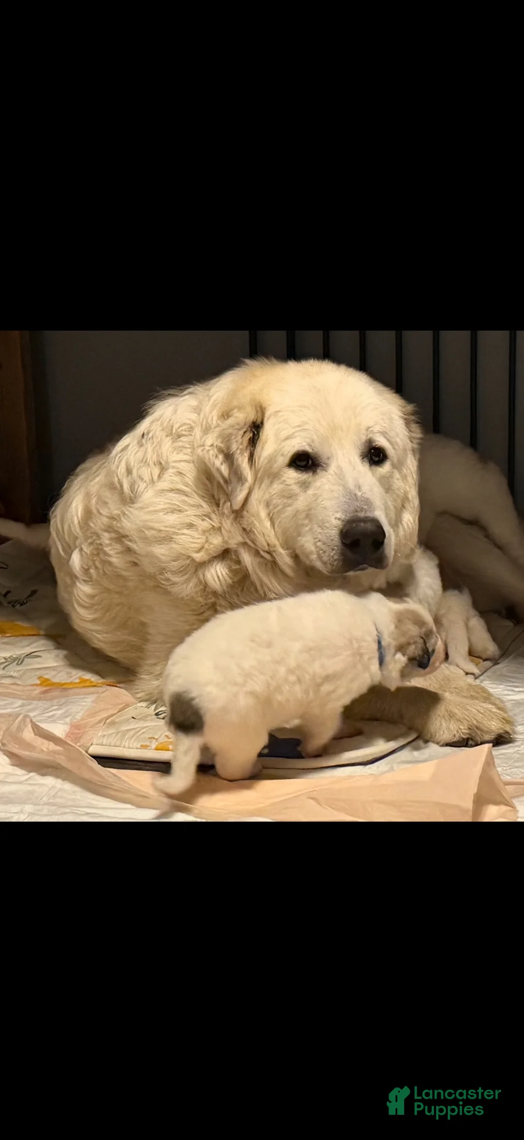 Great Pyrenees dogs for sale: Dolly - Ad 2