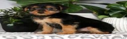 Yorkiepoo dogs for sale: Victoria - Ad 8