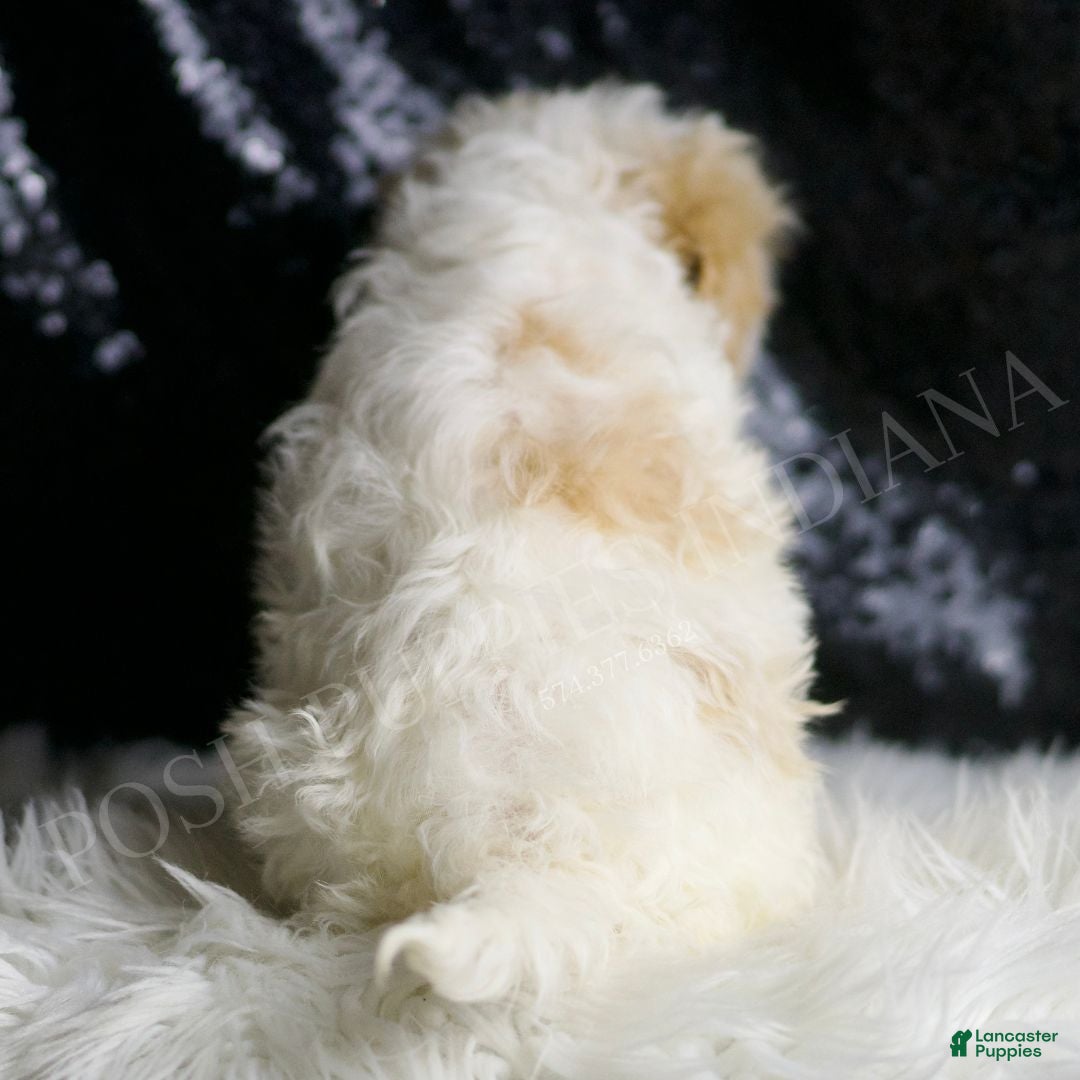 Maltipoo dogs for sale: ASH - Ad 5