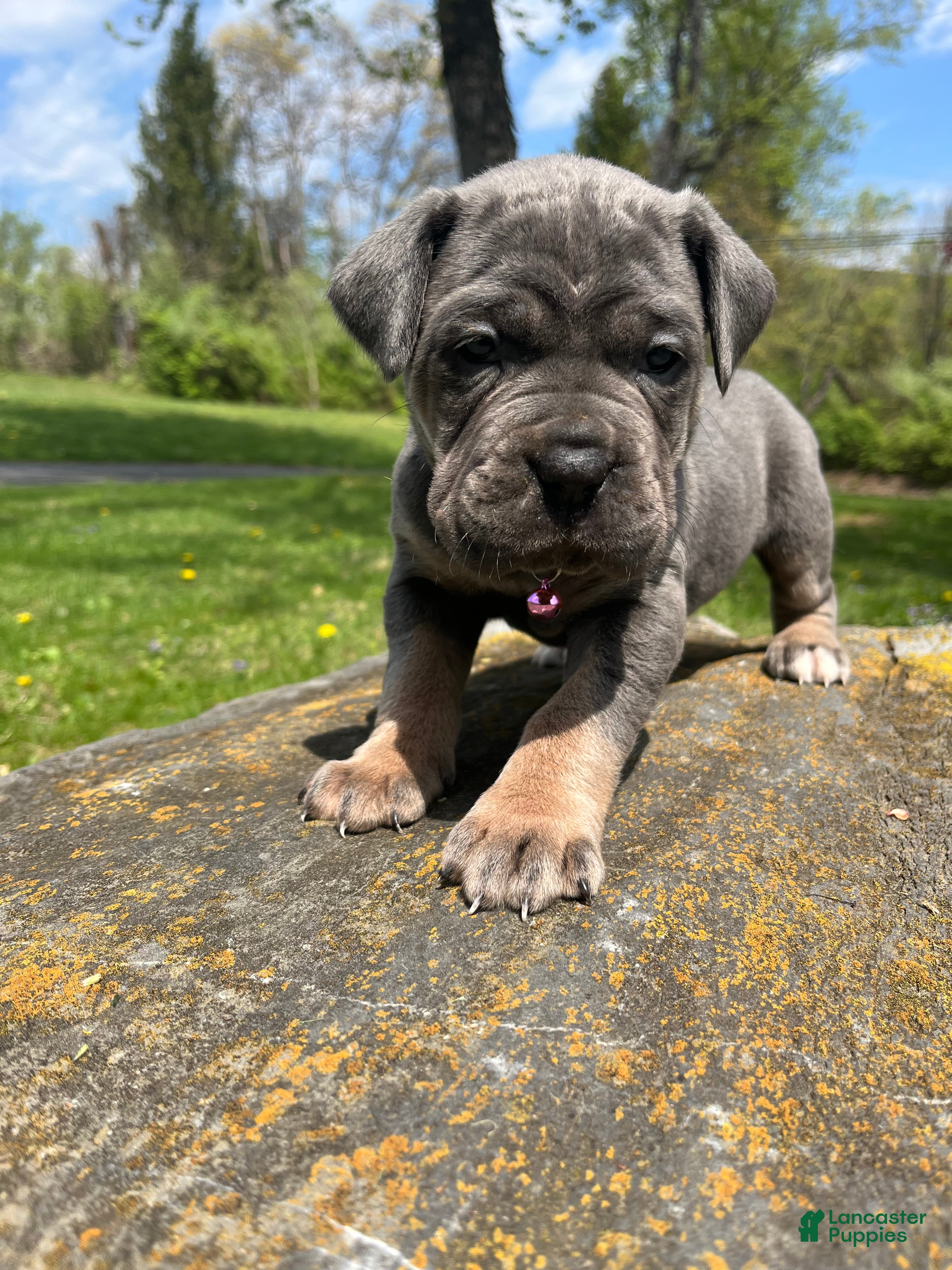 Cane Corso dogs Stormi  - Ad 2