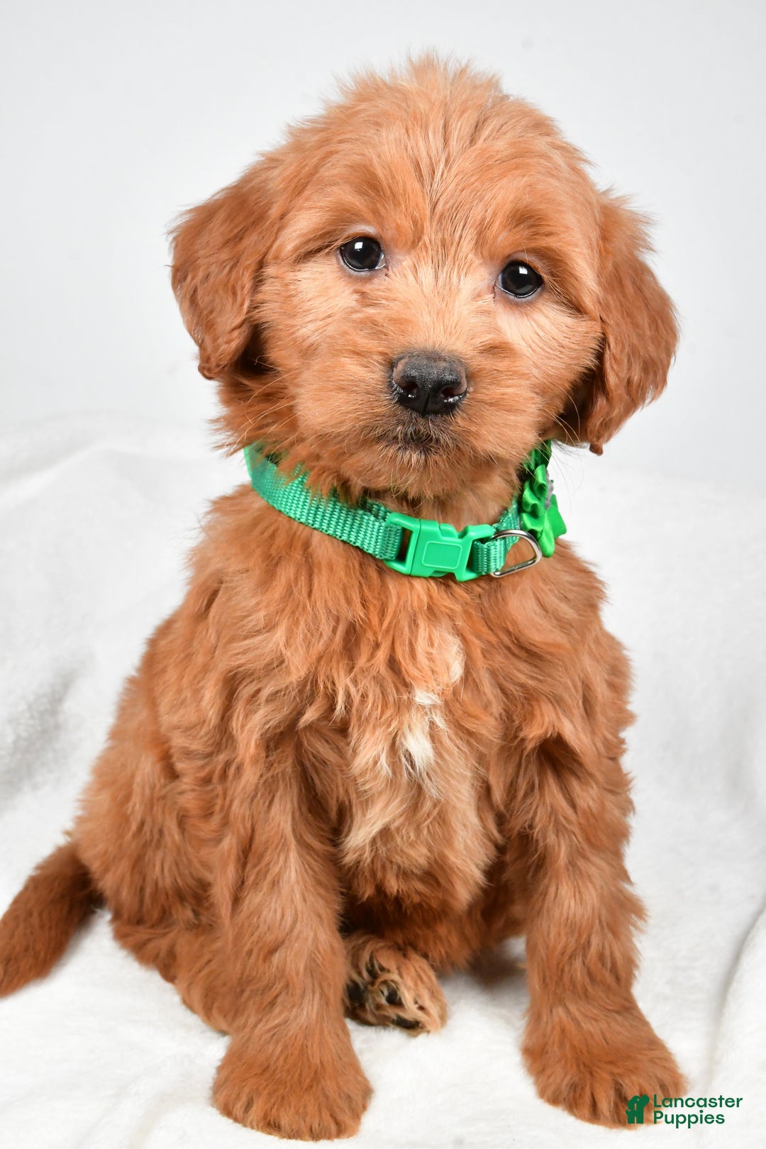 Mini Goldendoodle dogs for sale: Beth - Ad 9