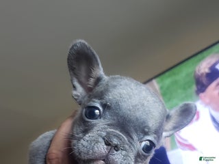 French Bulldog dogs - Ad 3