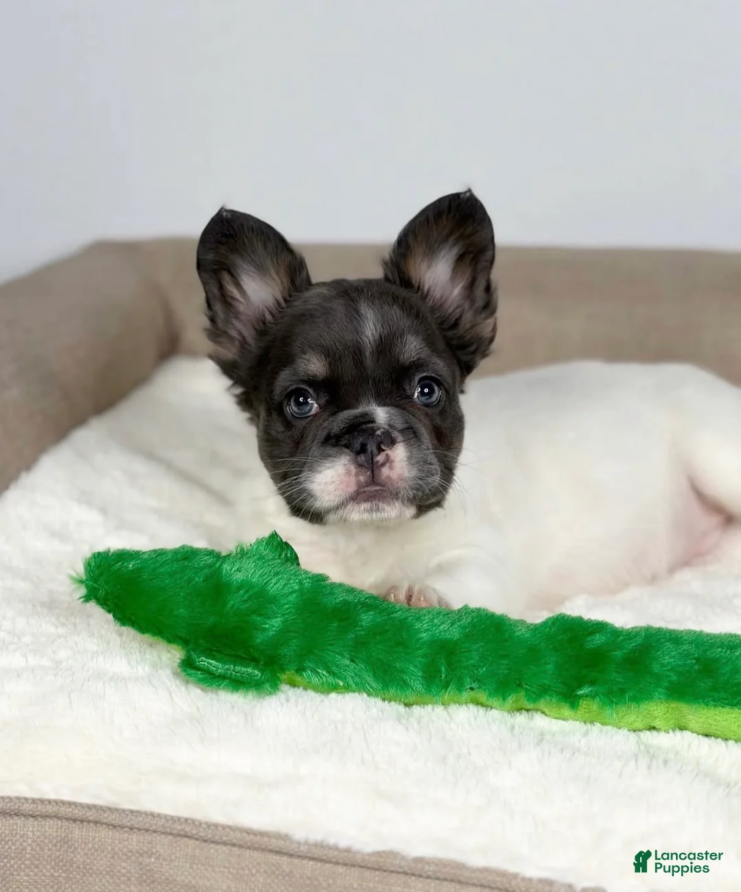 French Bulldog dogs for sale: French Bulldog Puppy 1 - Ad 1