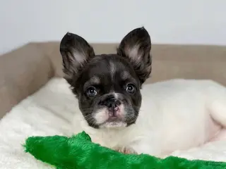 French Bulldog dogs French Bulldog Puppy 1 - Ad 10