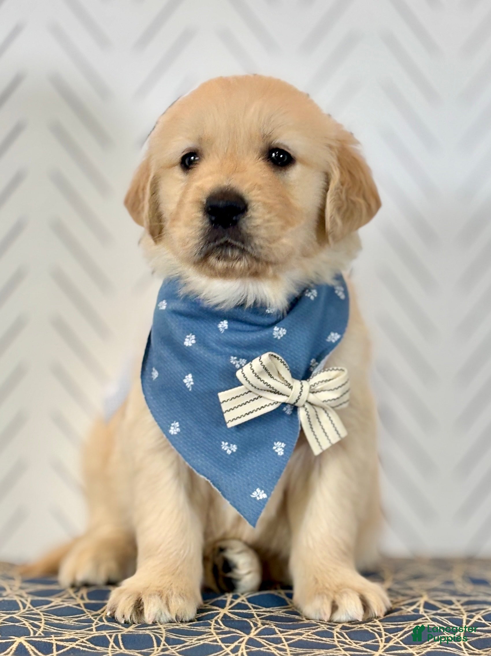 Golden Retriever dogs Kirby Golden Retriever Puppy  - Ad 2