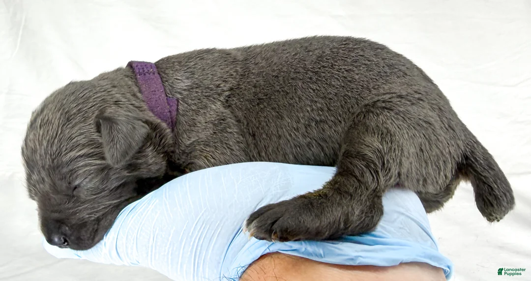 Cane Corso dogs for sale: Cane Corso Puppy 8 - Ad 1