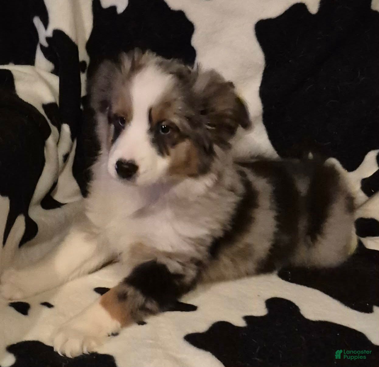 Toy Australian Shepherd dogs Toy Australian Shepherd Puppy 2 - Ad 4