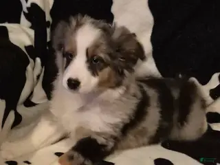 Toy Australian Shepherd dogs Toy Australian Shepherd Puppy 2 - Ad 4