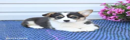 Welsh Corgi Pembroke dogs for sale: Jewel - Ad 4