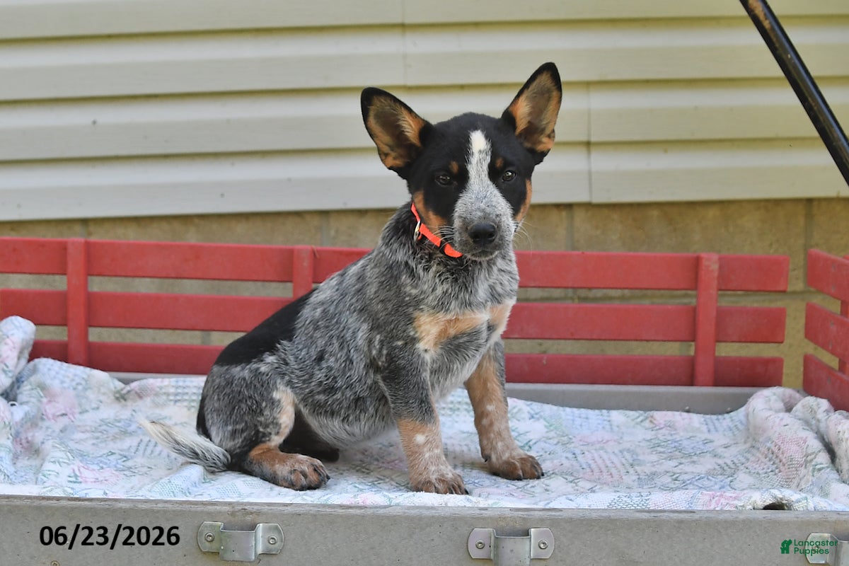 Australian Cattle Dog dogs Rover - Ad 2