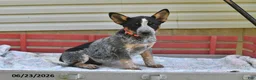 Australian Cattle Dog dogs for sale: Rover - Ad 2