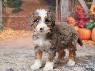 Mini Bernedoodle dogs - Ad 21