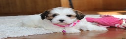 Teddy Bear dogs for sale: Lola - Ad 14