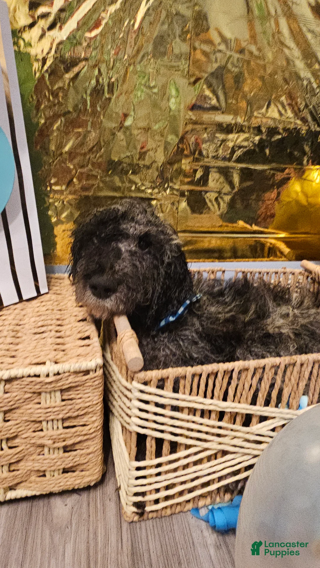 Mixed Breed dogs for sale: Goldilocks  - Ad 2