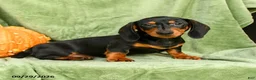 Miniature Dachshund dogs for sale: Carlos - Ad 5