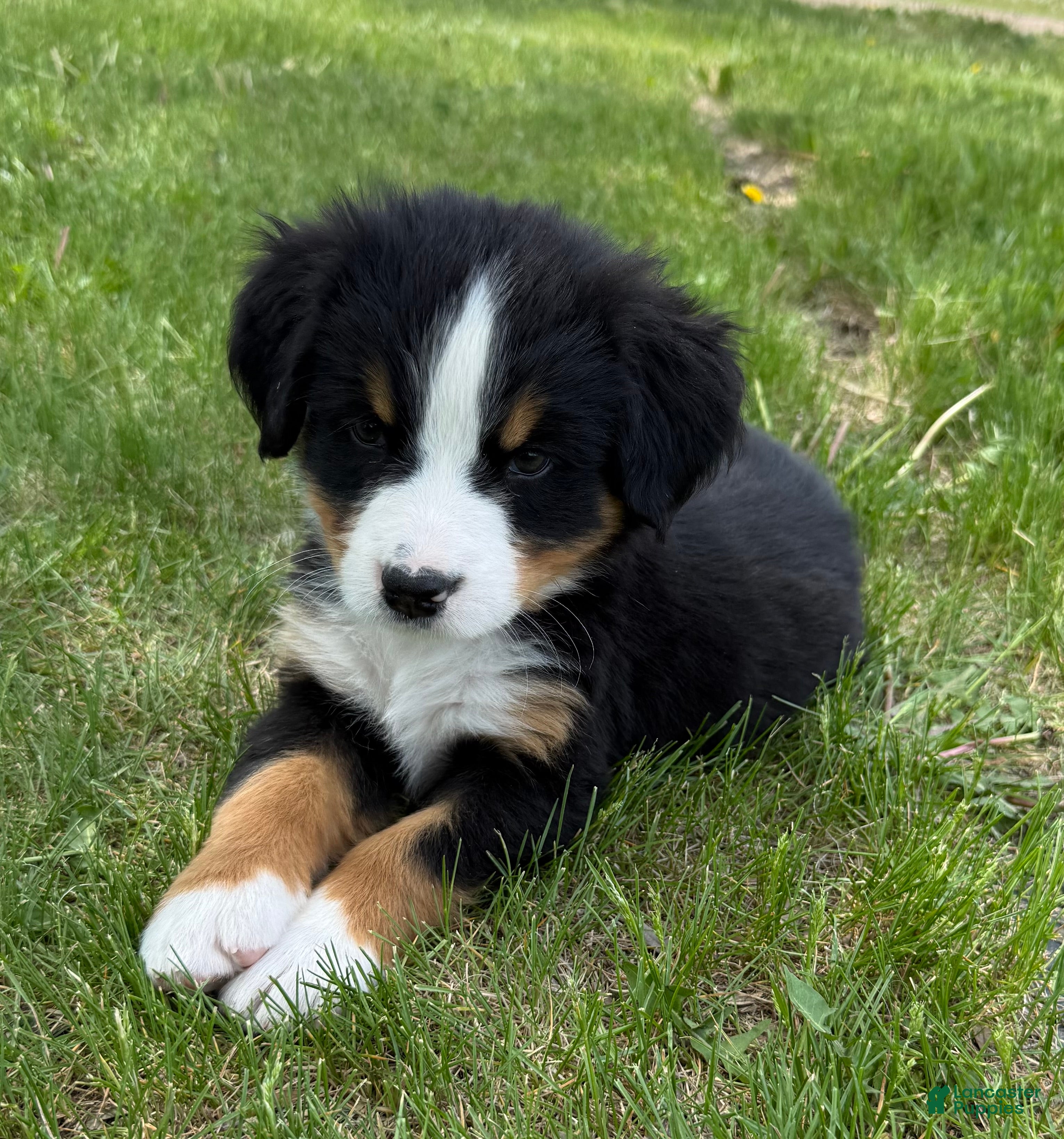 Bernese Mountain Dog dogs Pink - Ad 1