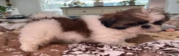 Shih Tzu dogs for sale: James - Ad 4