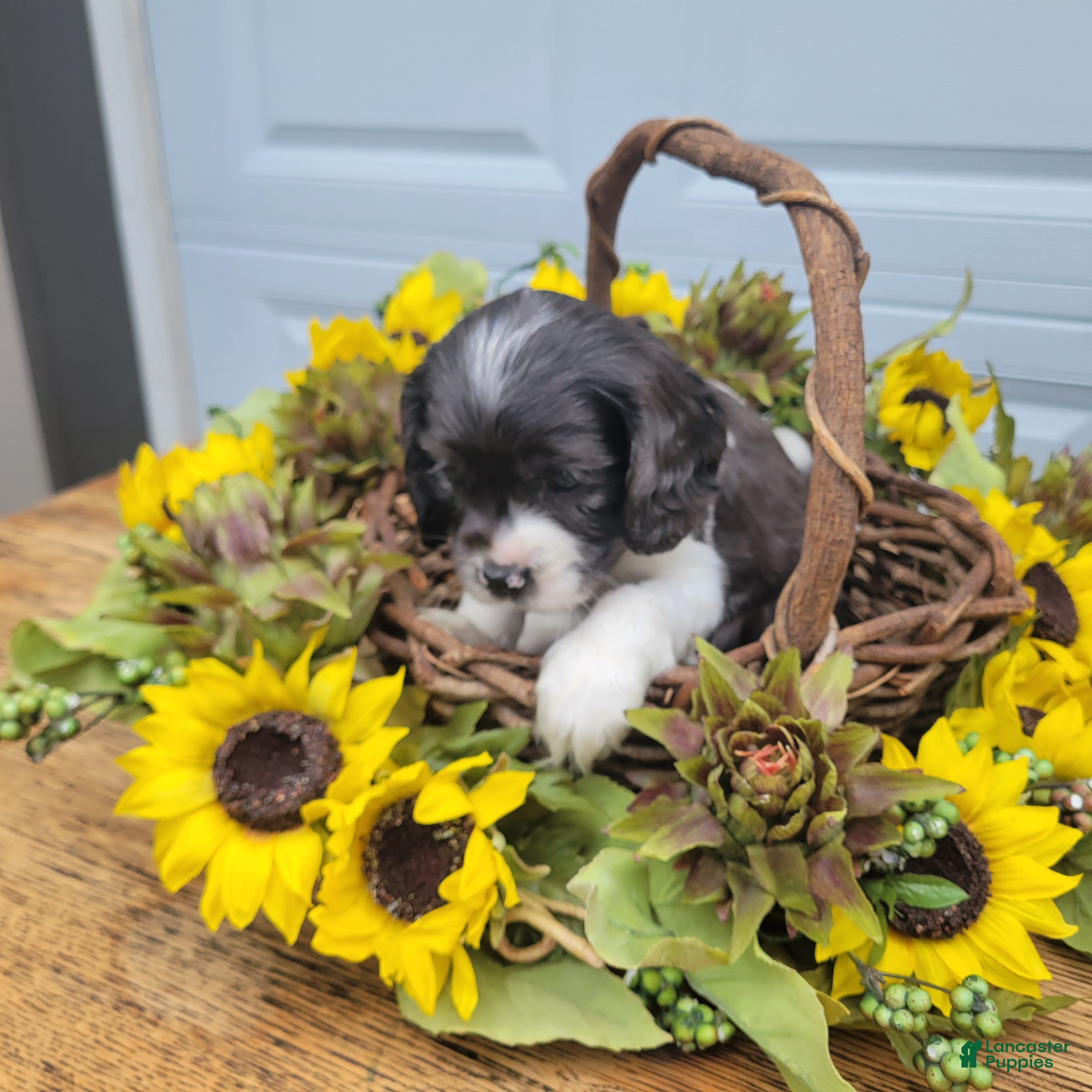 Mixed Breed dogs Maisie - Ad 2