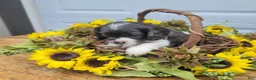 Mixed Breed dogs for sale: Maisie - Ad 2