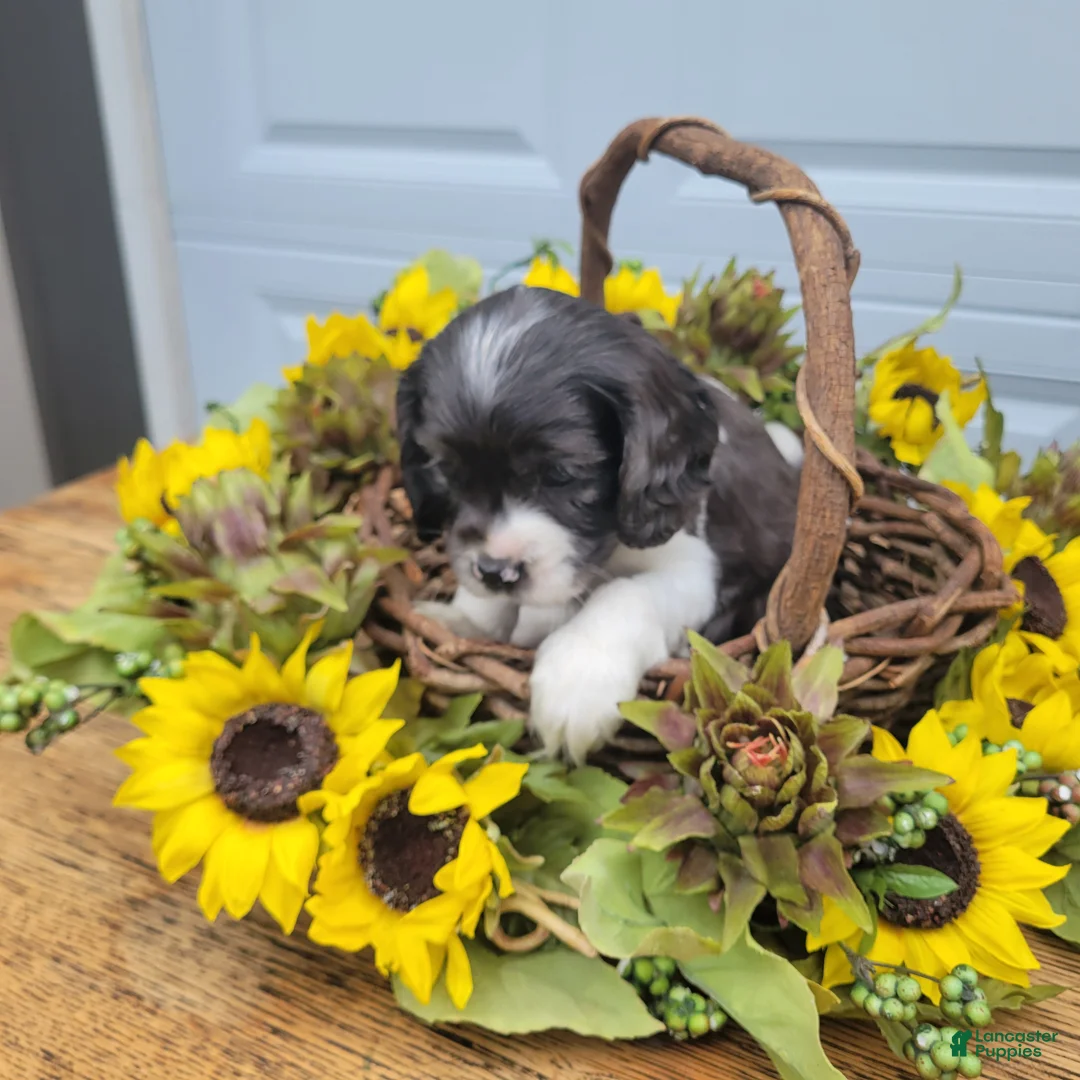 Mixed Breed dogs for sale: Maisie - Ad 2