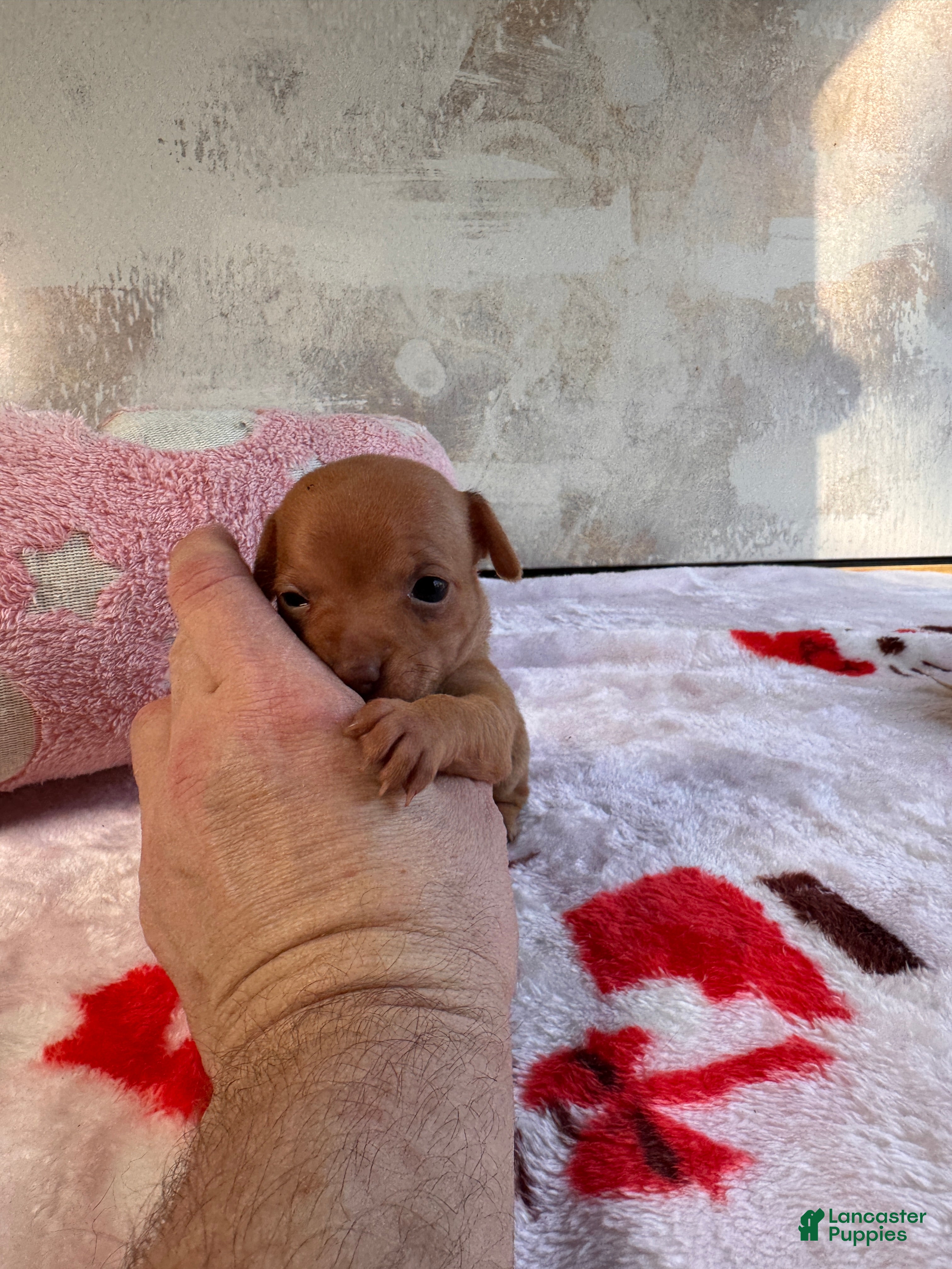 Chihuahua dogs Flame - Ad 2