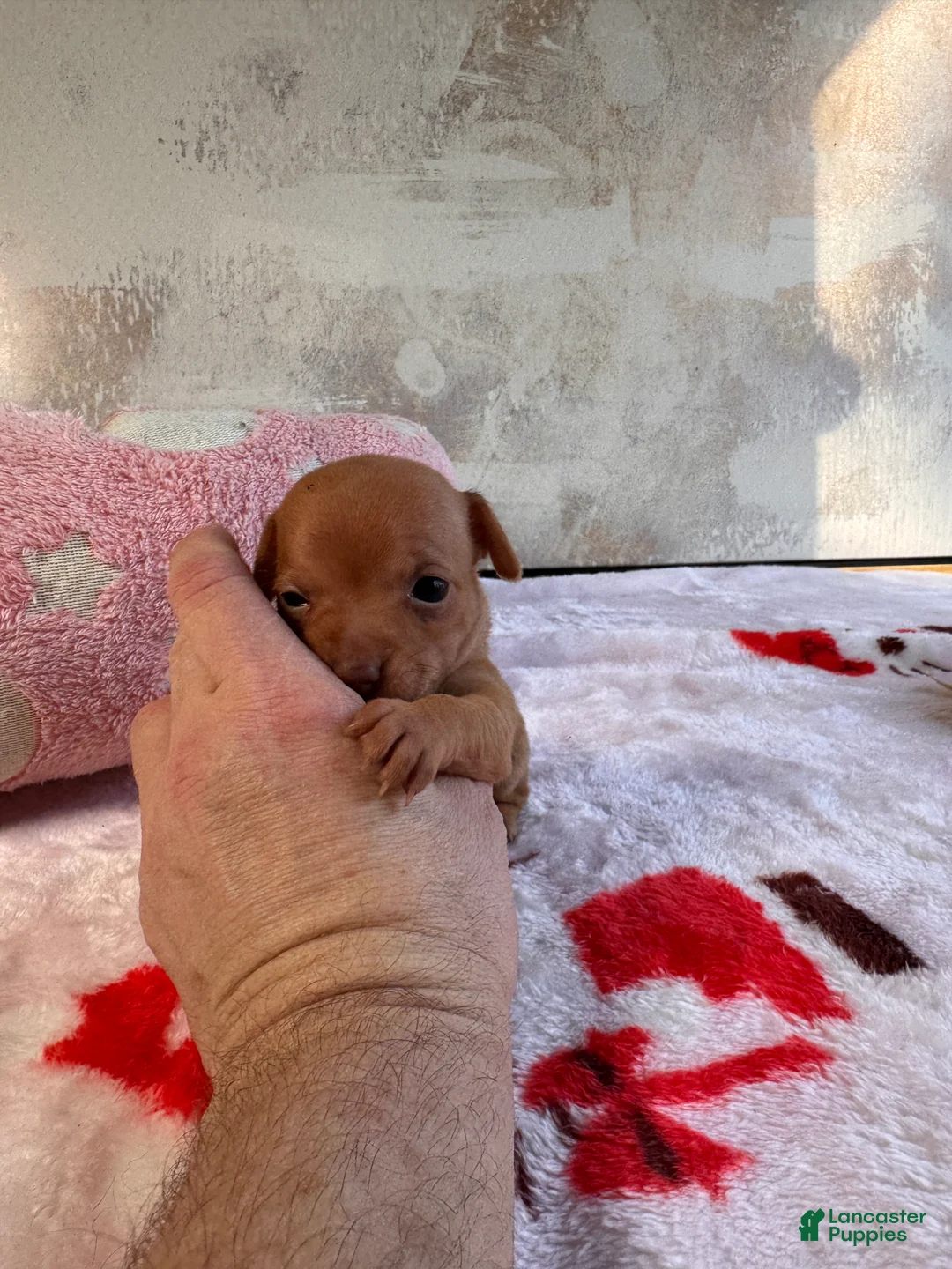 Chihuahua dogs for sale: Flame - Ad 2