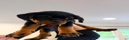 Rottweiler dogs for sale: Yoshi - Ad 5