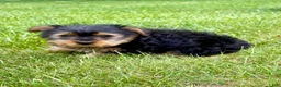 Yorkshire Terrier dogs for sale: Yorkshire Terrier 1 - Ad 3