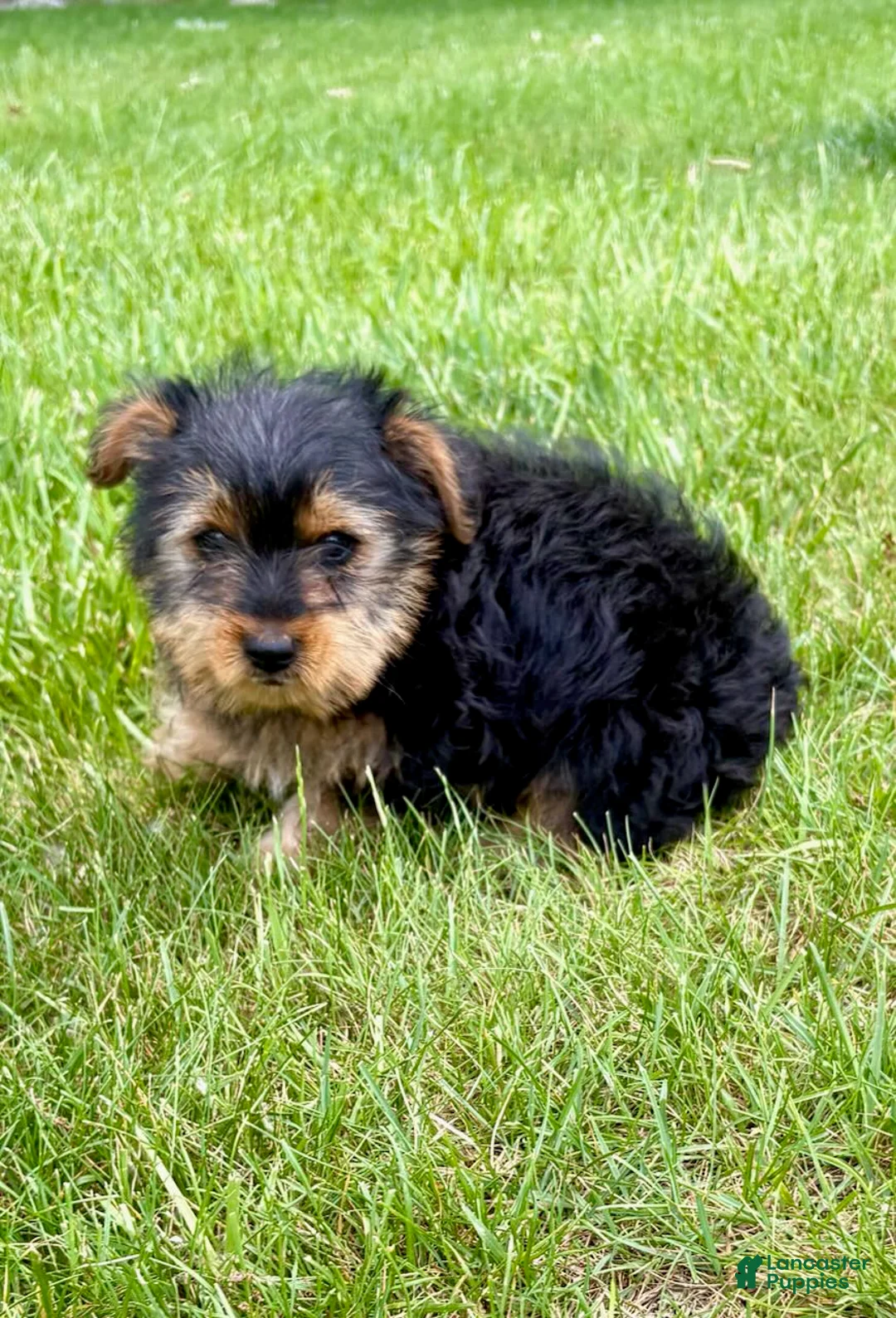 Yorkshire Terrier dogs for sale: Yorkshire Terrier 1 - Ad 3