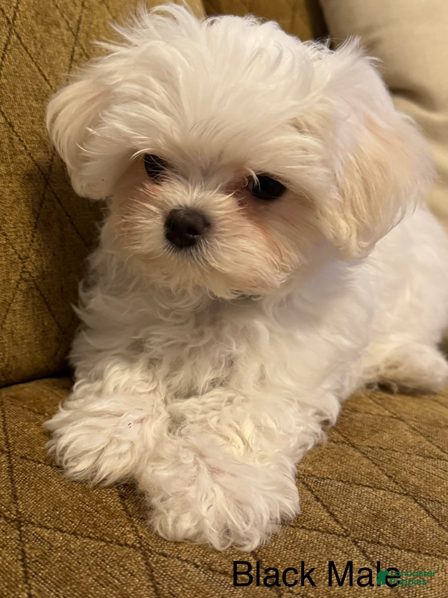 Maltese dogs Maltese Puppy 1 (black male) - Ad 2